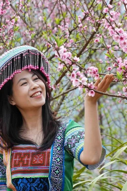 Hoa đào bung nở trên bản du lịch cộng đồng Sin Suối Hồ