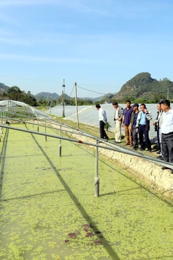 Kịp thời hướng dẫn người dân vùng lũ khôi phục sản xuất nông nghiệp