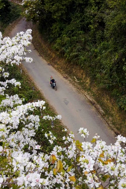 Hoa ban khoe sắc trên những cung đèo ở Điện Biên
