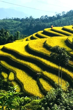 Xà Phìn - hòa mình trong sắc vàng, đắm say hồn rêu xanh