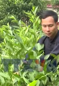 Chàng thanh niên dân tộc Tày với thương hiệu Chè Chốt 468