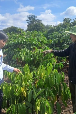 Đắk Lắk khẩn trương khôi phục sản xuất và nhà ở cho người dân