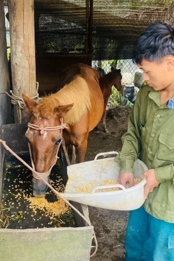 Hạn chế thấp nhất thiệt hại do rét đậm, rét hại gây ra với cây trồng, vật nuôi