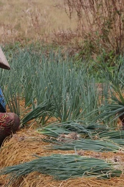 Trợ lực phù hợp để giúp đồng bào Khmer xóa đói nghèo bền vững