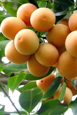 Khoa học kỹ thuật nâng giá trị cây thanh trà Vĩnh Long