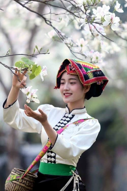Hoa ban nở trắng níu chân du khách đến Sơn La