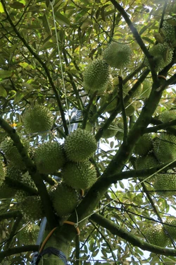 'Vương quốc' cây ăn trái Đồng Tháp tạo chỗ đứng vững chắc