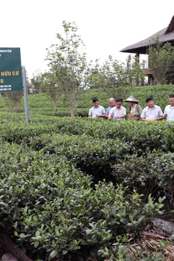 Bước chuyển mới cho nông thôn từ sản xuất sạch đến điểm đến du lịch