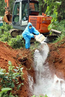 Nhiều khó khăn trong phòng, chống dịch tả lợn châu Phi