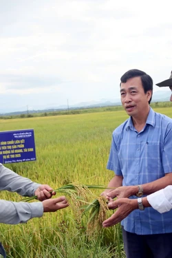 Hạn chế ruộng hoang nhờ chuỗi liên kết sản xuất lúa vụ Hè Thu
