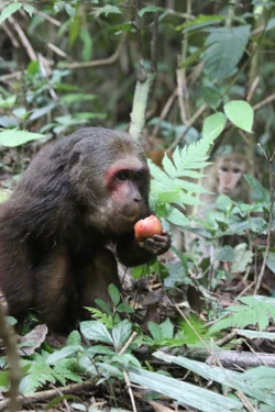 Trải nghiệm 'thế giới thu nhỏ' của Khu dự trữ sinh quyển Pù Huống