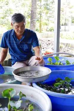 Nông dân tỷ phú với mô hình kết hợp 'nuôi - trồng'