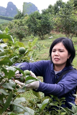 Chất lượng vườn cây tái canh ổn định hơn nhờ giải pháp kỹ thuật