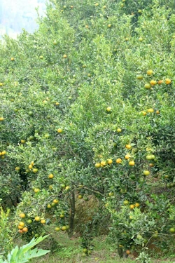 Xuân no ấm trên những đồi quýt trăm tỷ