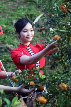 Xây dựng thương hiệu quýt Chiềng Cơi gắn với du lịch trải nghiệm