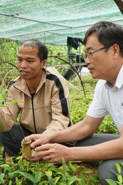 Thanh niên Cơ Tu thoát nghèo từ cây dược liệu