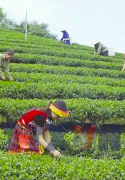 Vốn chính sách - Đòn bẩy tạo sinh kế bền vững