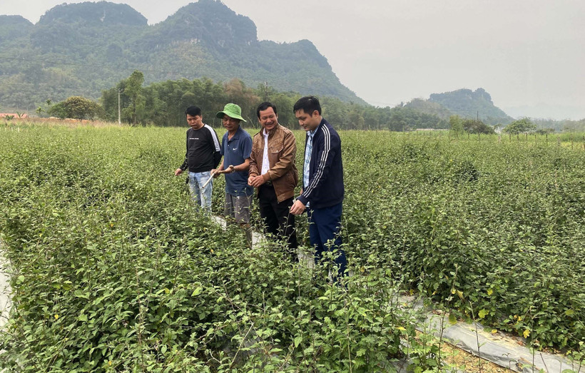 Trồng cây dược liệu giúp nông dân vùng cao Thanh Hóa xoá đói giảm nghèo