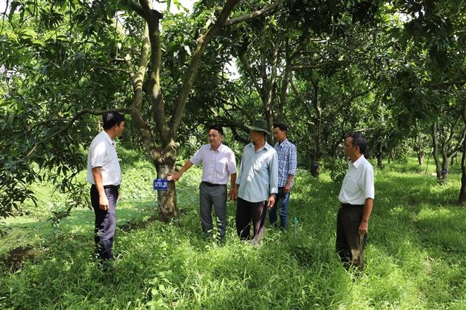 Tiền Giang phát triển vườn cây đầu dòng xoài cát Hòa Lộc