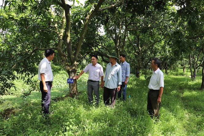 Tiền Giang phát triển vườn cây đầu dòng xoài cát Hòa Lộc