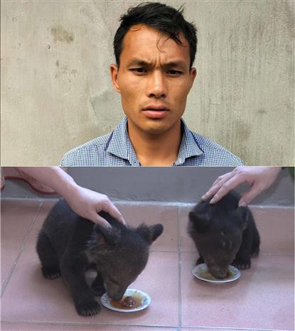 Bắt quả tang đối tượng Hàng A Nhông vận chuyển hai cá thể Gấu ngựa quý hiếm