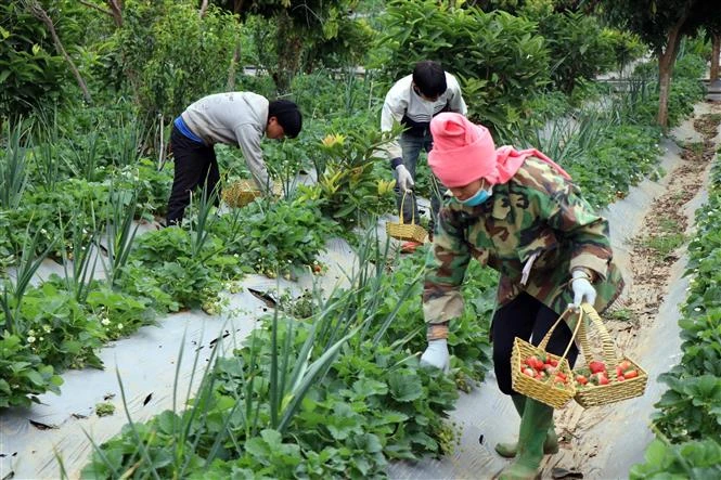 Trồng dâu tây mang lại thu nhập tiền tỷ cho nông dân Sơn La