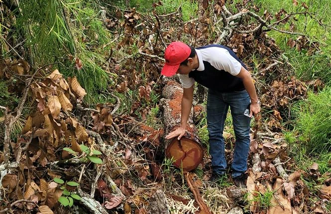 Gia Lai triệt phá vụ khai thác gỗ trái phép quy mô lớn tại rừng giáp ranh