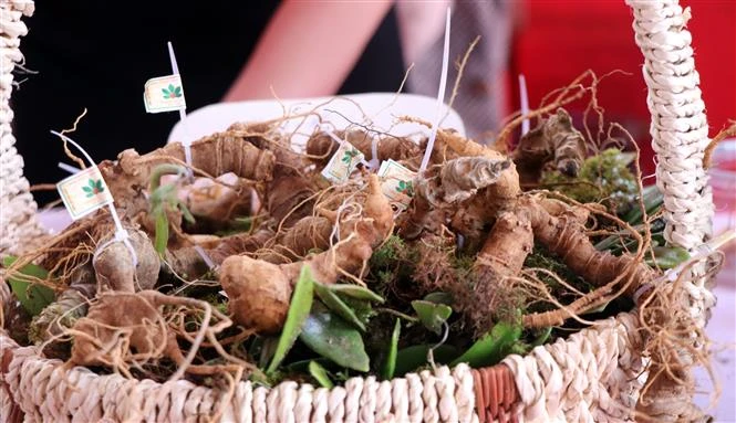 “Mặc giáp” cho sâm Ngọc Linh