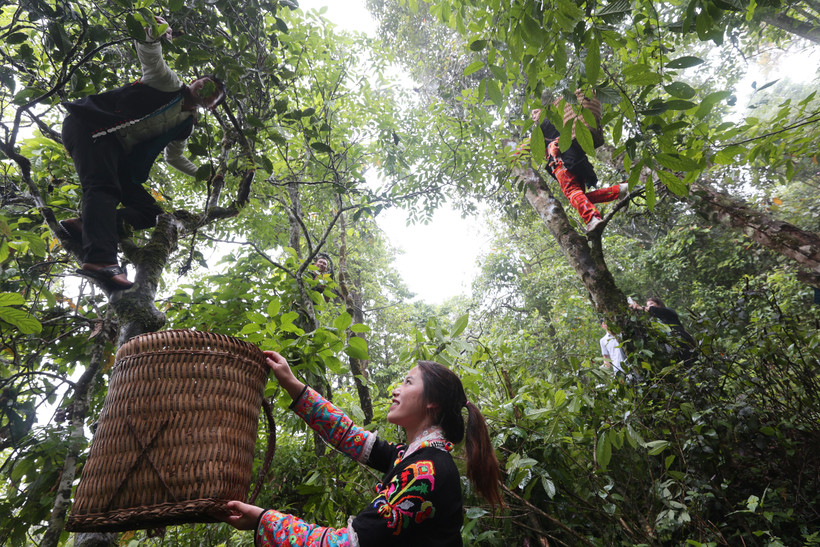 Bảo tồn “lộc trời” trên đất Mồ Sì San