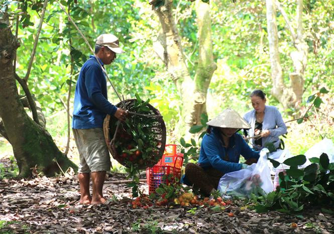 Trà Vinh hỗ trợ nông dân trồng trọt tiết kiệm chi phí