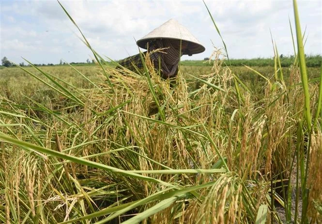 Cà Mau chú trọng phát triển giống lúa đạt năng suất chất lượng cao
