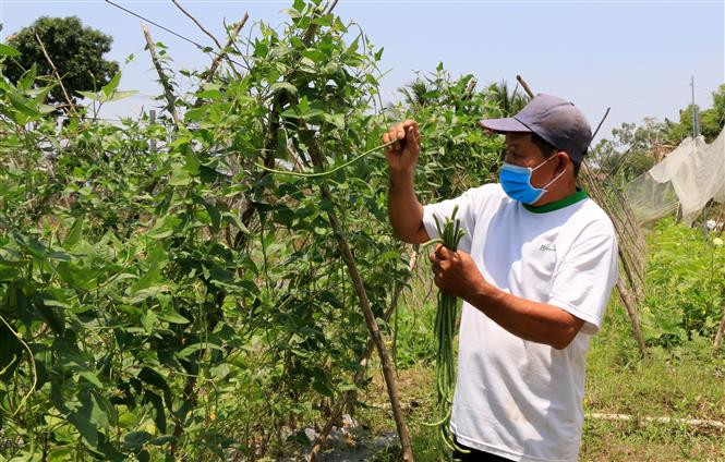 Nhân rộng mô hình sản xuất nông nghiệp hữu cơ