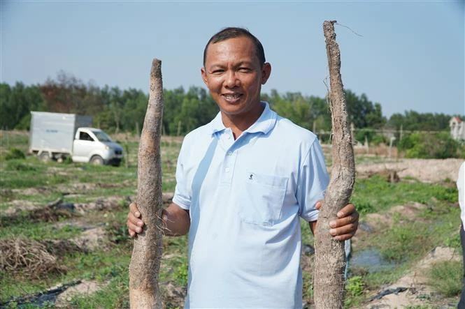 Ông Nguyễn Quốc Tuấn trồng khoai mài có hiệu quả kinh tế cao