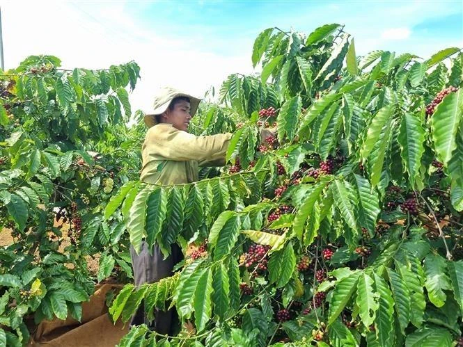 Gia Lai phát triển thương hiệu cà phê đặc sản