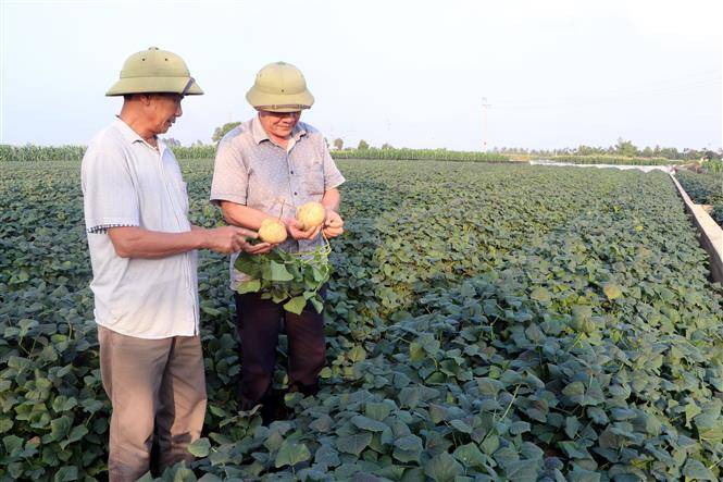 Nông dân thu lãi cao từ củ đậu