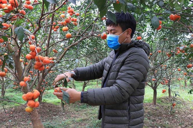 Nông dân Bắc Ninh làm giàu từ trồng cây ăn quả