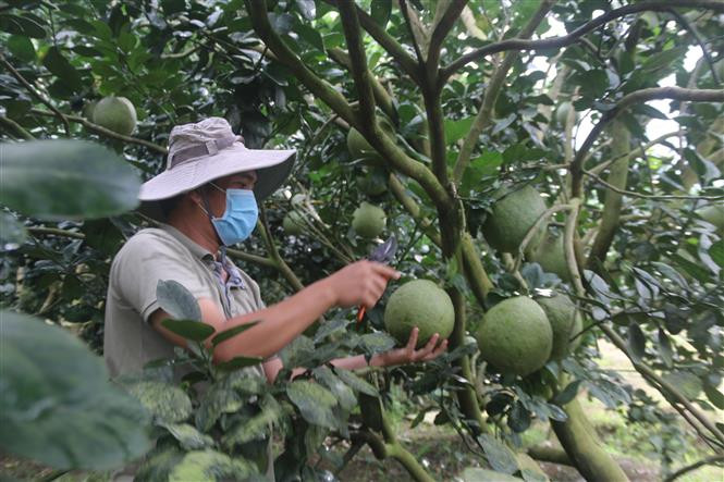 Giải pháp giảm chi phí sản xuất, chăn nuôi