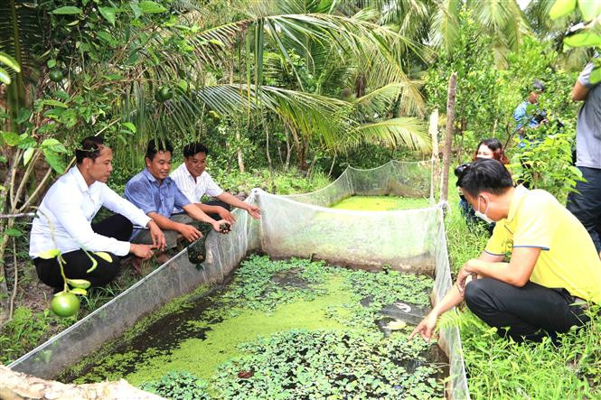 Trà Vinh nhân rộng mô hình sinh kế hiệu quả thích ứng biến đổi khí hậu