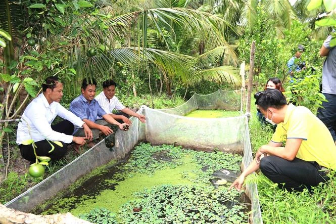 Trà Vinh nhân rộng mô hình sinh kế hiệu quả thích ứng biến đổi khí hậu