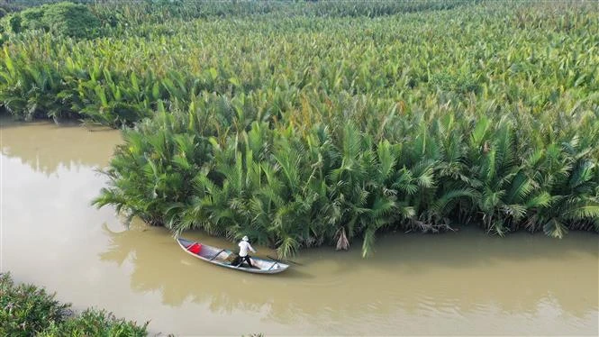 Quảng Ngãi bảo tồn, khai thác bền vững rừng dừa nước