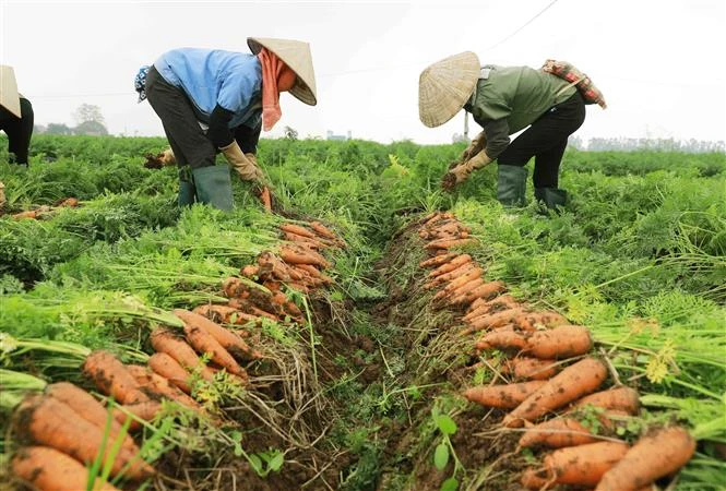 Lần đầu tiên Hải Dương tổ chức lễ hội thu hoạch cà rốt