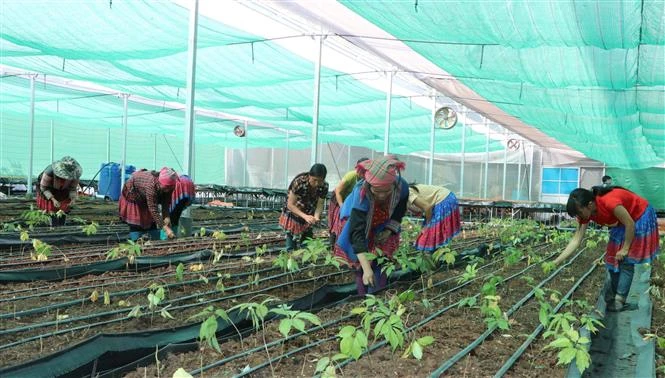 Thoát nghèo từ cây dược liệu