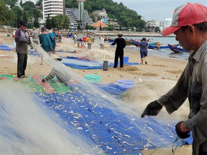 Ngư dân Vũng Tàu trúng lộc biển, thu cả triệu đồng mỗi ngày