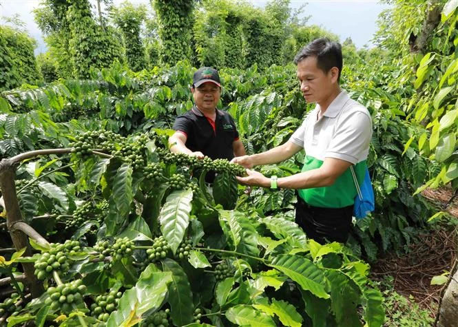 Đắk Lắk xây dựng nền nông nghiệp đa giá trị