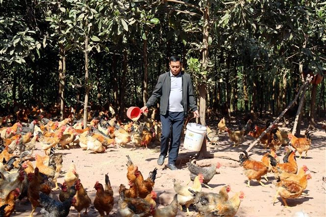 Gà Tiên Yên ngon nức tiếng nhưng bí đầu ra