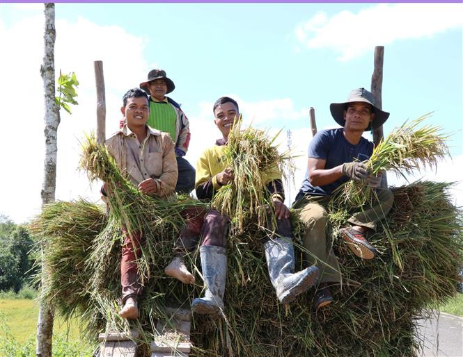 Kinh tế Gia Lai khởi sắc giữa đại dịch