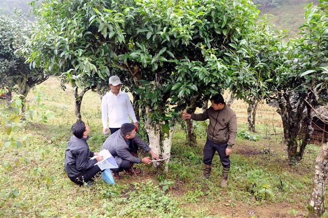 Triển vọng từ cây chè Shan Tuyết cổ thụ