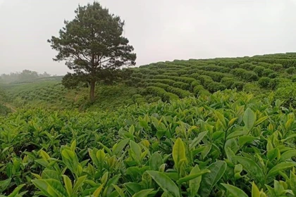 Cao Bằng quy hoạch lại vùng sản xuất thích ứng biến đổi khí hậu