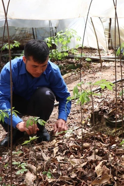 Tặng 3.000 cây sâm Ngọc Linh giống cho thanh niên vùng khó