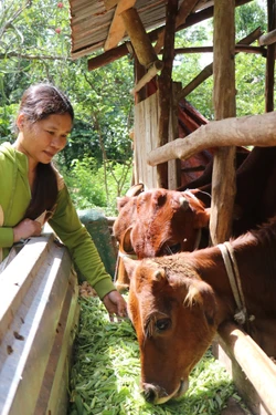 Hỗ trợ sinh kế giúp đồng bào thoát nghèo